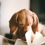 dog looking in a book
