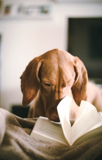 dog looking in a book